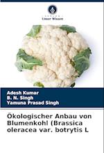 Ökologischer Anbau von Blumenkohl (Brassica oleracea var. botrytis L