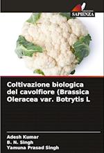 Coltivazione biologica del cavolfiore (Brassica Oleracea var. Botrytis L