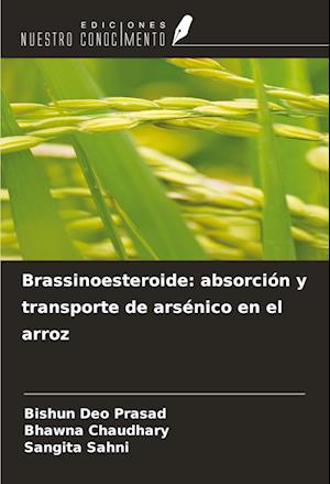 Brassinoesteroide: absorción y transporte de arsénico en el arroz