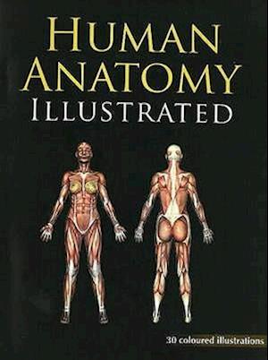 Human Anatomy Illustrated