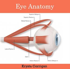 Eye Anatomy