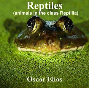 Reptiles (animals in the class Reptilia)