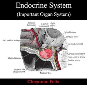 Endocrine System (Important Organ System)