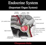 Endocrine System (Important Organ System)