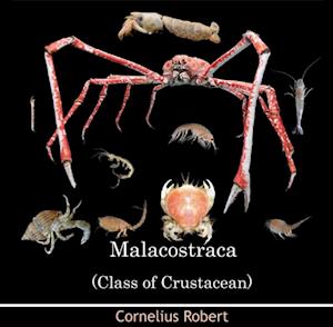 Malacostraca (Class of Crustacean)