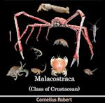 Malacostraca (Class of Crustacean)