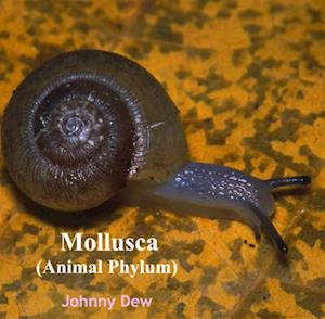 Mollusca (Animal Phylum)