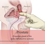 Prostate (Exocrine gland of the male reproductive system)