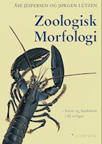 Zoologisk morfologi