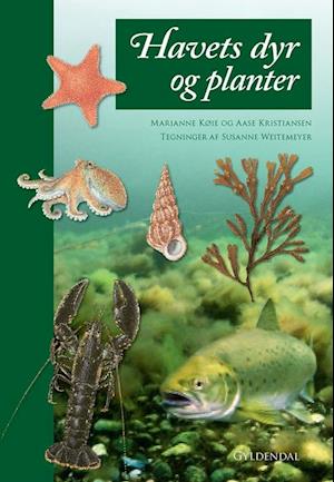 Havets dyr og planter