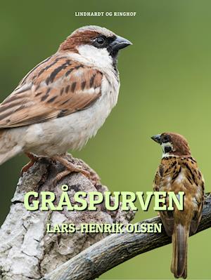 Gråspurven