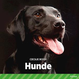 Hunde