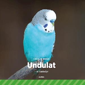 Undulat - et kæledyr