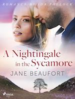 A Nightingale in the Sycamore