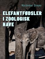 Elefantfødsler i Zoologisk Have