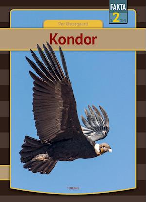 Kondor