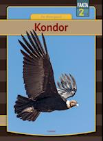 Kondor