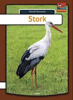 Stork