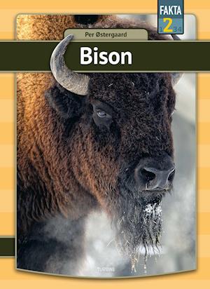 Bison