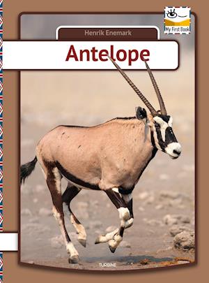 Antelope