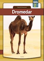 Dromedar