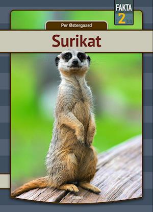 Surikat