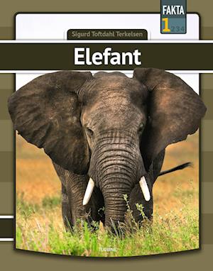 Elefant