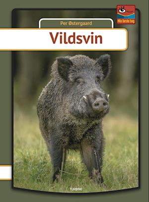 Vildsvin