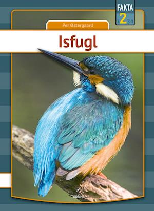 Isfugl