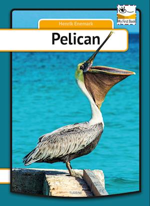 Pelican