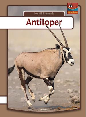 Antiloper