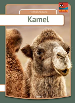 Kamel