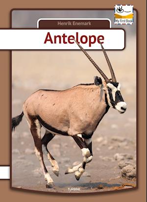 Antelope