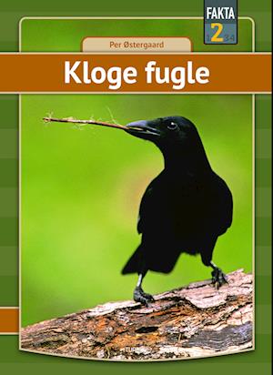 Kloge fugle