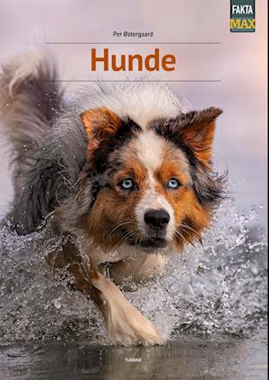 Hunde