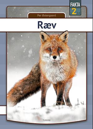 Ræv