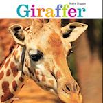 Giraffer