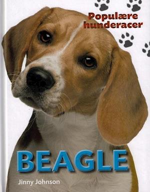 POPULÆRE HUNDERACER: Beagle