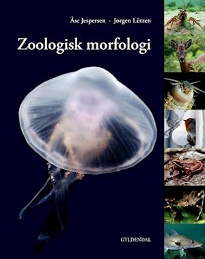 Zoologisk morfologi