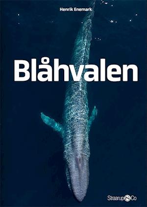 Blåhvalen