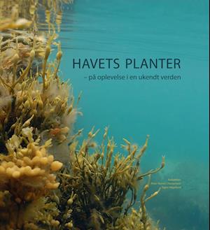 Havets planter