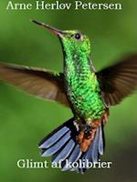 Glimt af kolibrier