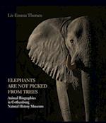 Elephants are not picked from trees