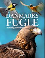 Danmarks fugle i naturlig størrelse