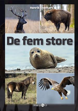 De fem store