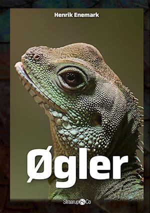 Øgler