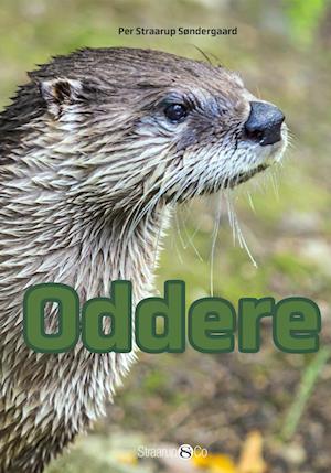 Oddere