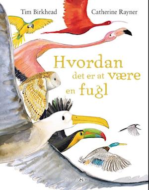 Hvordan det er at være en fugl