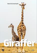 Giraffer