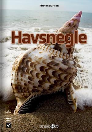 Havsnegle